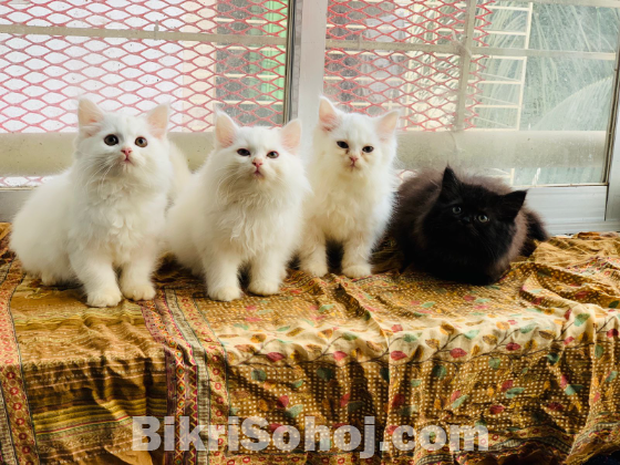 Traditional persian